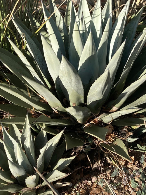 AGAVE HAVARDIANA