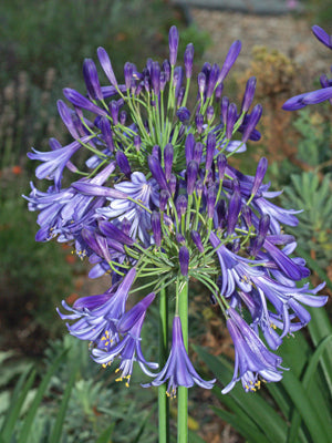 AGAPANTHUS 'JACK'S BLUE'