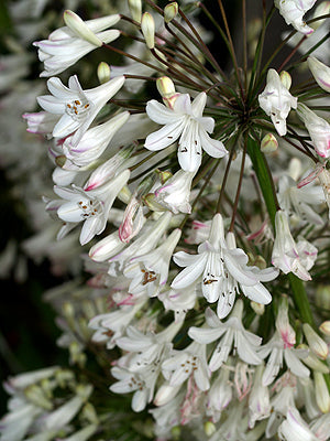 AGAPANTHUS ARDERNEI HYBRID