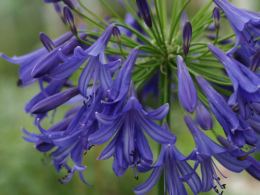 AGAPANTHUS 'AZURE BLUE'