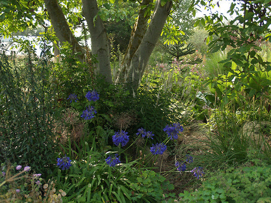 AGAPANTHUS 'BRESSINGHAM BLUE'