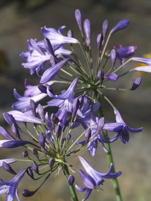 AGAPANTHUS 'BEN HOPE'