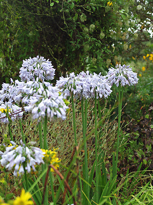 AGAPANTHUS 'BLUE MOON'