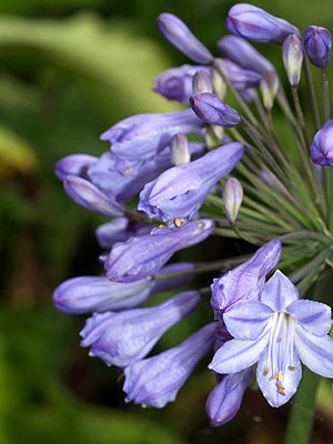 AGAPANTHUS from BIRR