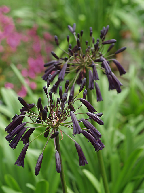 AGAPANTHUS INAPERTUS 'BLACK MOUNTAIN'