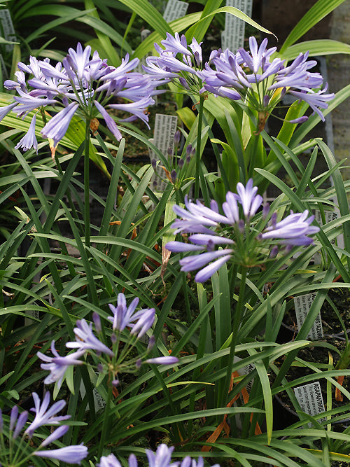 AGAPANTHUS 'BORDER BLUE'