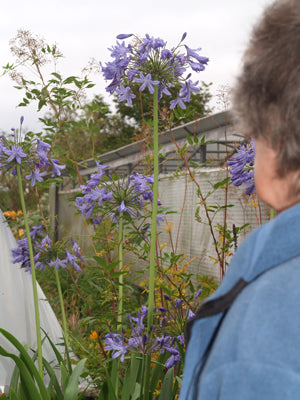 AGAPANTHUS CAULESCENS subsp.ANGUSTIFOLIUS