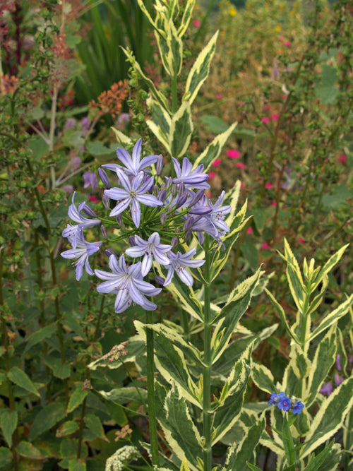AGAPANTHUS CODDII