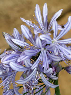 AGAPANTHUS PRAECOX subsp.MINIMUS