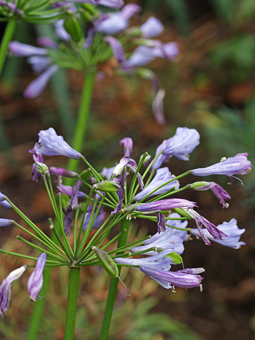 AGAPANTHUS 'DONAU'