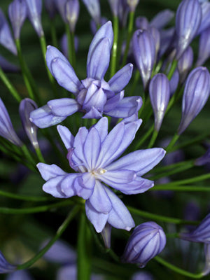 AGAPANTHUS 'FLORE PLENO'