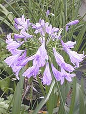 AGAPANTHUS 'GAYLES LILAC'