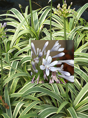 AGAPANTHUS 'GREY RULER'