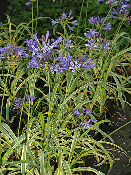 AGAPANTHUS 'GOLD STRIKE'