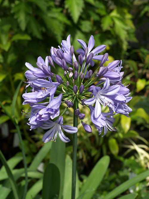 AGAPANTHUS 'ESSENCE OF SUMMER'