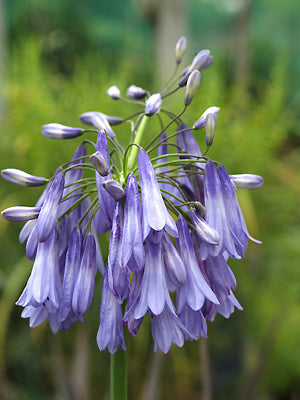 AGAPANTHUS INAPERTUS