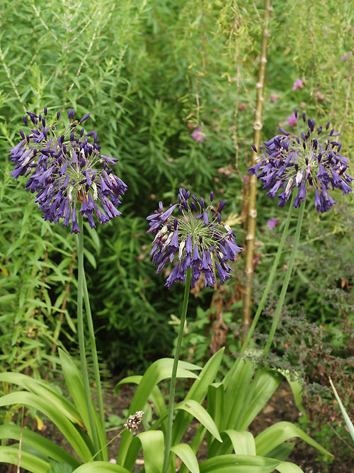 AGAPANTHUS INAPERTUS 'NIGRESCENS'