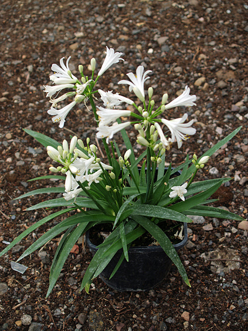 AGAPANTHUS 'LITTLE DUTCH WHITE'