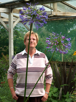 AGAPANTHUS 'LOCH HOPE'