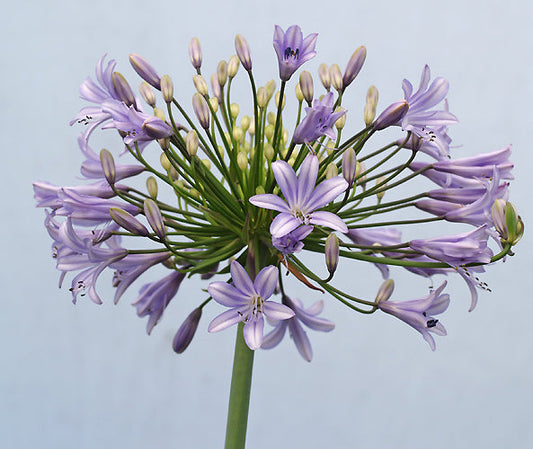 AGAPANTHUS 'LILAC TIME'