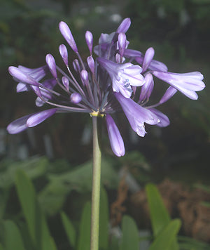 AGAPANTHUS 'LIAM'S LILAC'