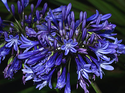 AGAPANTHUS 'MIDNIGHT STAR'