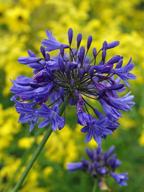 AGAPANTHUS 'MEIBONT'