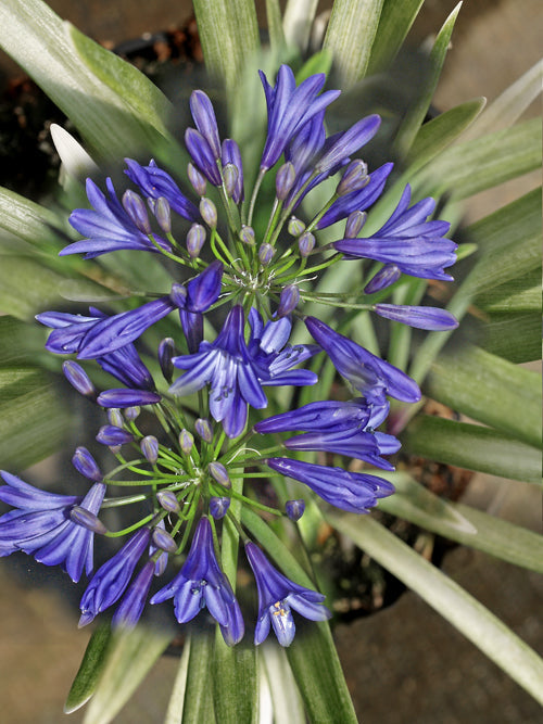 AGAPANTHUS 'MISTY DAWN'