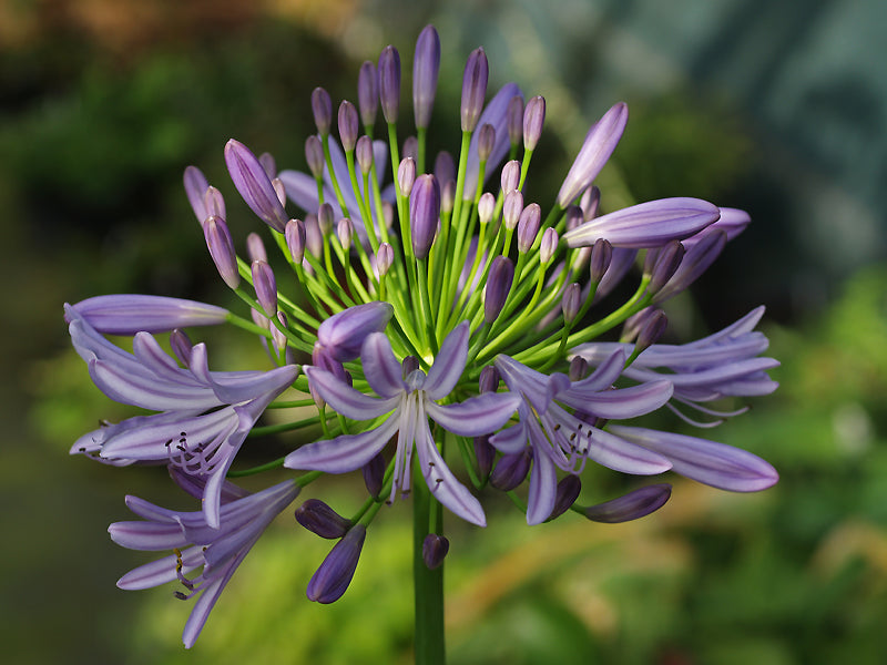 AGAPANTHUS 'MAUVE SHOWERS'