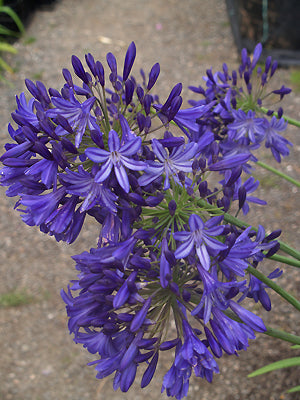 AGAPANTHUS 'NORTHERN STAR'