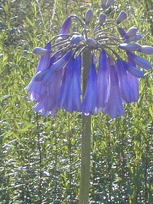 AGAPANTHUS NUTANS