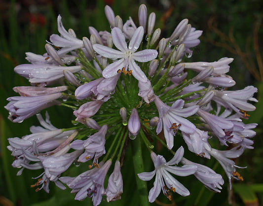 AGAPANTHUS 'ODE TO JOY'