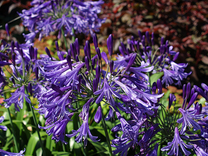 AGAPANTHUS 'PURPLE CLOUD'