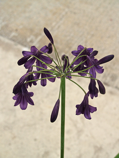 AGAPANTHUS 'PURPLE FOUNTAIN'