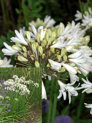 AGAPANTHUS PODGE MILL