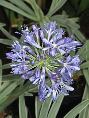 AGAPANTHUS PRAECOX 'VITTATUS'