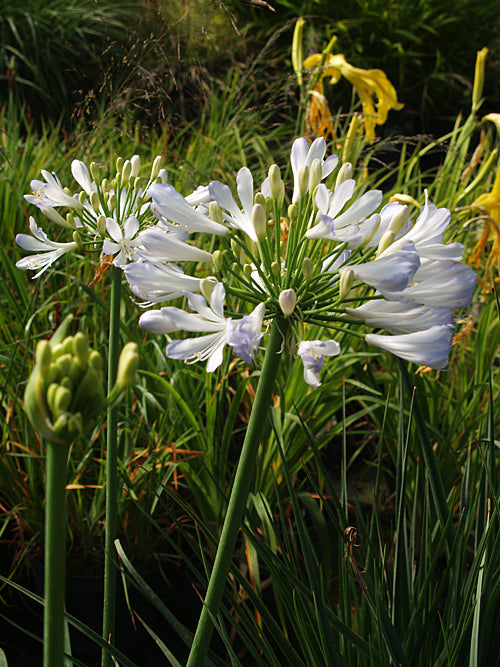 AGAPANTHUS 'PHANTOM'