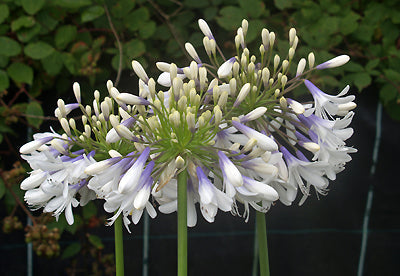 AGAPANTHUS 'QUEEN MUM'