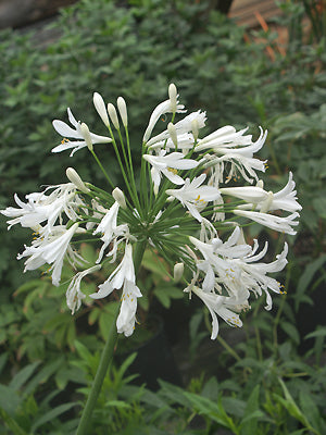 AGAPANTHUS seedlings from a large white seedling!