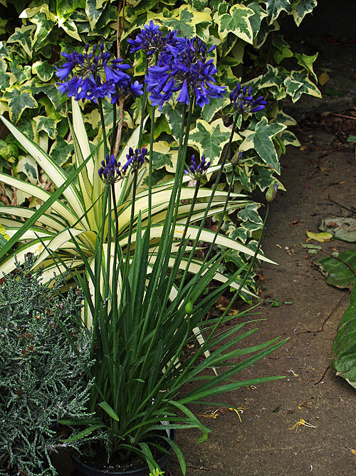 AGAPANTHUS 'ROB COLE'