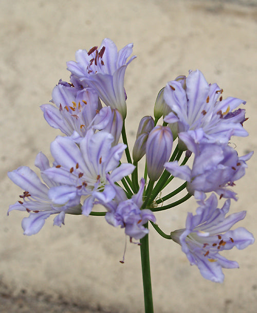 AGAPANTHUS 'SARAH'