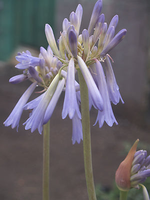 AGAPANTHUS 'SKY'