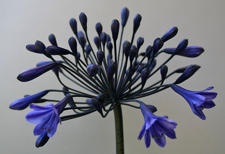 AGAPANTHUS 'SENNA'