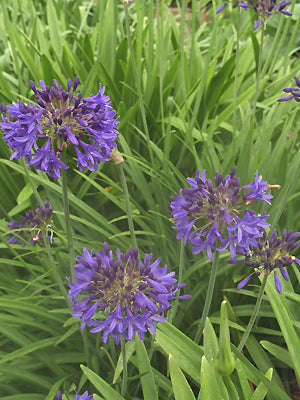 AGAPANTHUS 'TAW VALLEY'