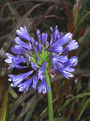 AGAPANTHUS 'TIMARU'