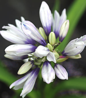 AGAPANTHUS 'V.E.BOTT'