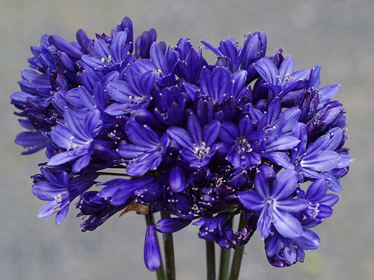 AGAPANTHUS 'WINDLEBROOKE'