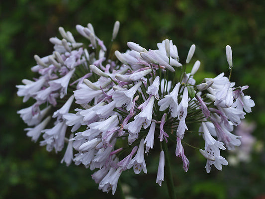 AGAPANTHUS 'WINDSOR GREY'