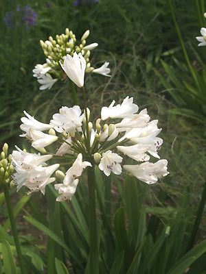 AGAPANTHUS 'WEDDING DAY'