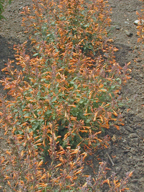 AGASTACHE 'APRICOT SPRITE'